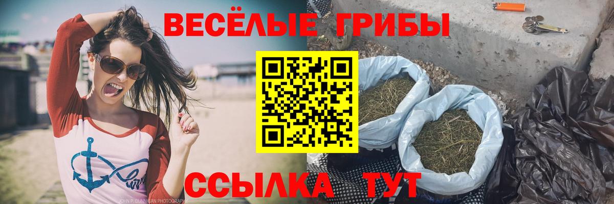 Псилоцибиновые грибы Cubensis Курчалой